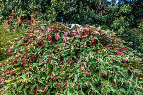 Sydney Australia, a Gevillea 'poorinda royal mantle' shrub with bright pink flowers photo