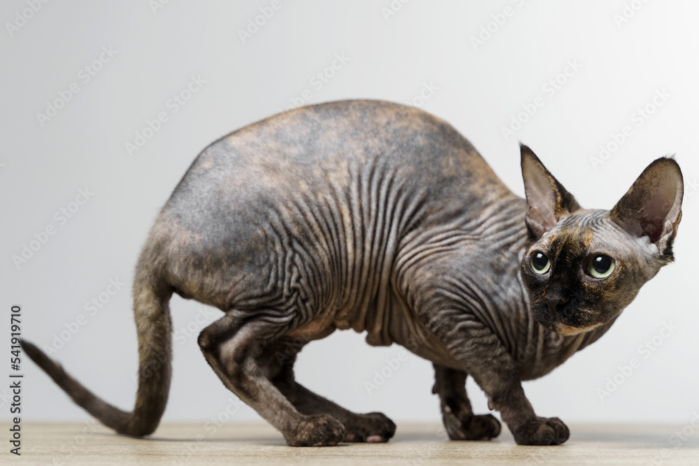Obraz premium A beautiful gray sphinx cat