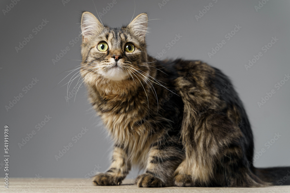 Funny large longhair kitten with beautiful big green Funny large longhair kitten with beautiful big green