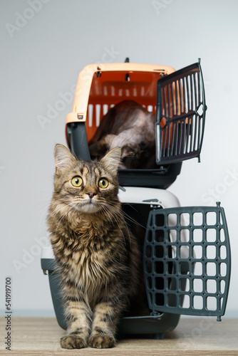 Two pet carriers and with cats