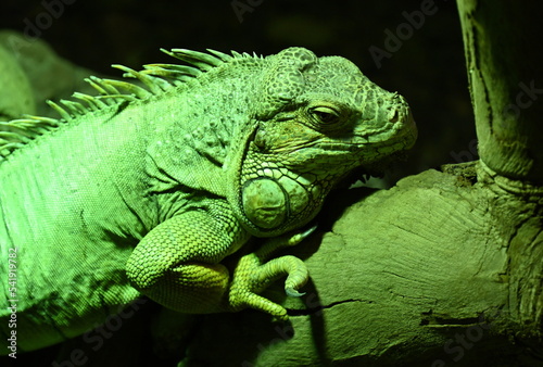 Portrait of a green iguana 