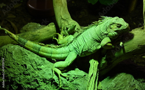 A green iguana in the tropical woods