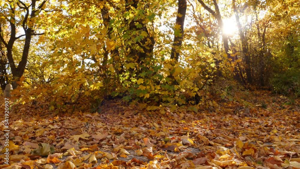 Autumn season forest in low angle. HQ pro motorized camera slider footage. Autumn season forest in low angle. HQ pro motorized camera slider footage.