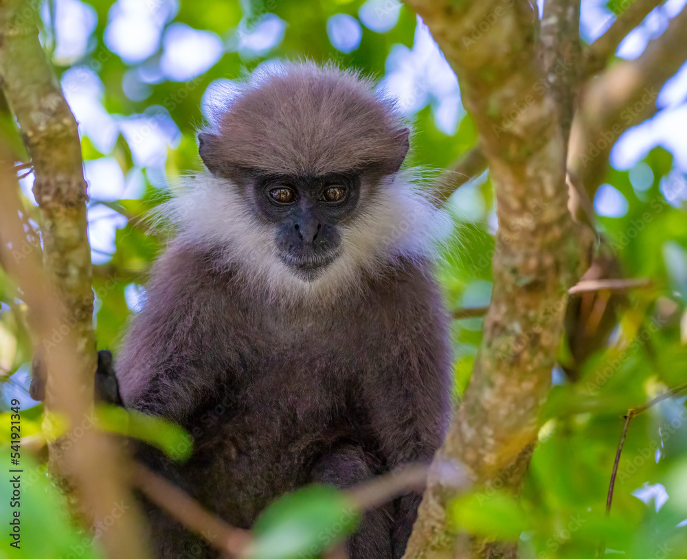 Obraz premium Purple-faced langur