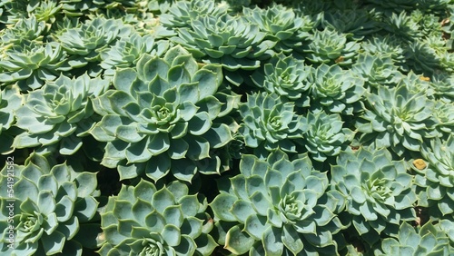 close up of green plant