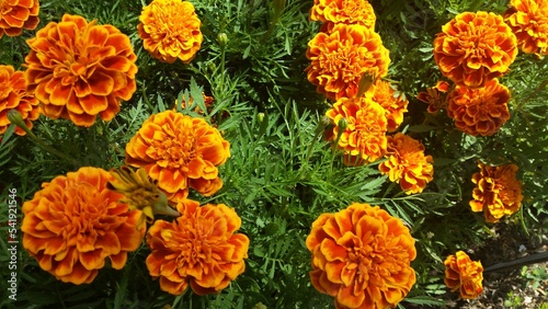 orange flowers