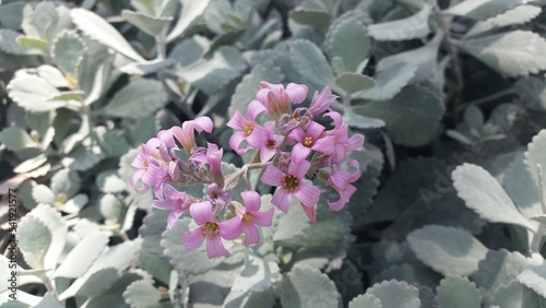 purple and white flowers