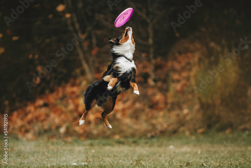 beautiful dog playing frisbee disc flying dog on a beautiful background sport is life