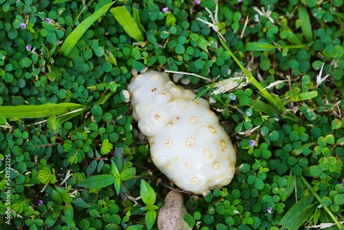 Noni is placed in the middle of the grass after falling from the tree. photo
