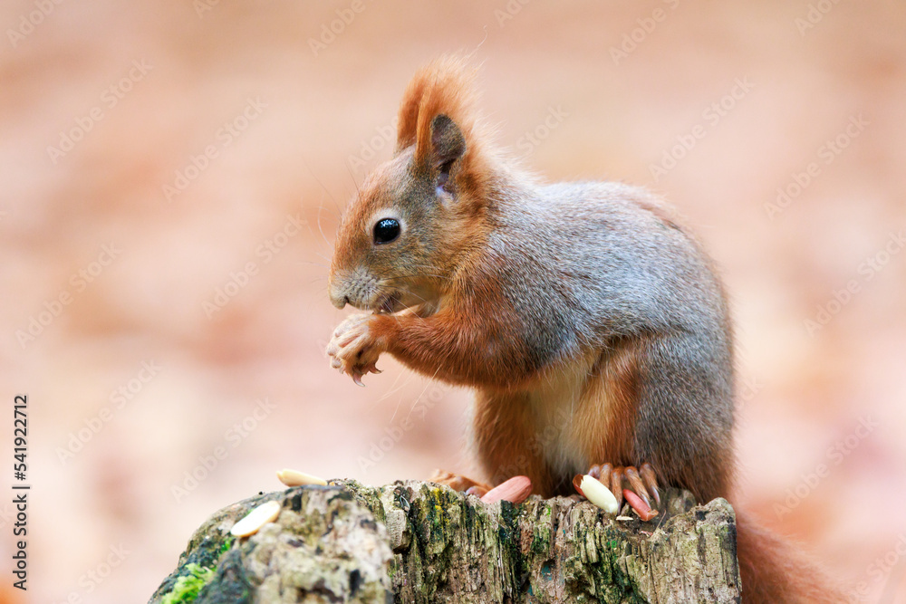red squirrel, Sciurus vulgaris, Autumn, nut and dry leaves red squirrel, Sciurus vulgaris, Autumn, nut and dry leaves