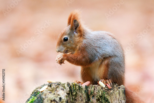 red squirrel  Sciurus vulgaris  Autumn  nut and dry leaves