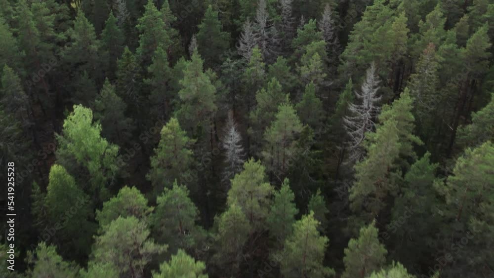 Fly over dense coniferous forest, Sweden Fly over dense coniferous forest, Sweden