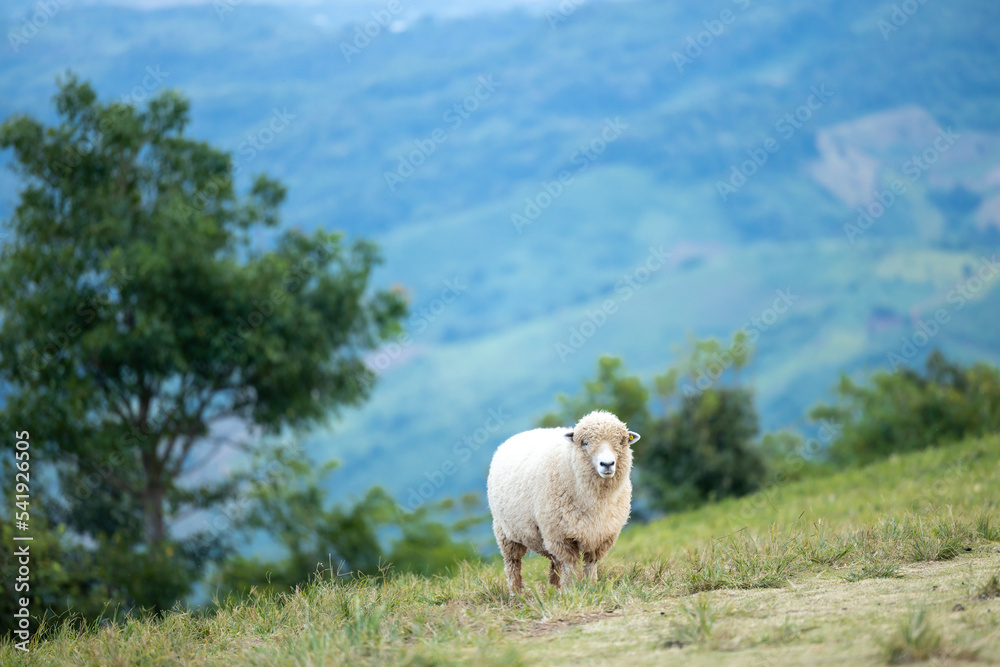Fototapeta premium Lonely white sheep is standing on a hill with mountains and tree background. A single sheep standing on a luscious green hill and mountains background and a scenic setting.Nature view.