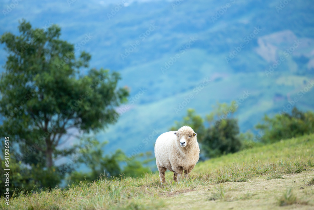 Lonely white sheep is standing on  a hill with mountains and tree background. A single sheep standing on a luscious green hill and mountains background and a scenic setting.Nature view.