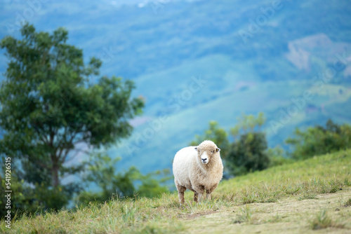 Lonely white sheep is standing on a hill with mountains and tree background. A single sheep standing on a luscious green hill and mountains background and a scenic setting.Nature view.
