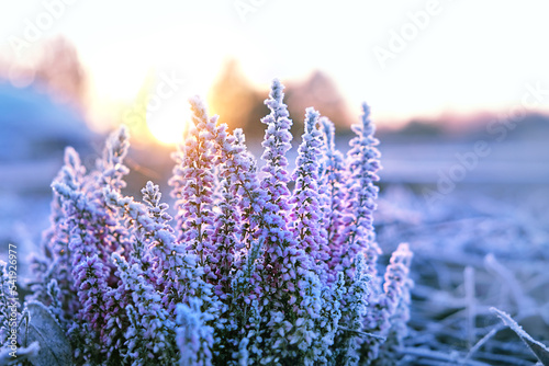 Canvas Print Heather frozen flowers in frost close up, natural abstract floral background