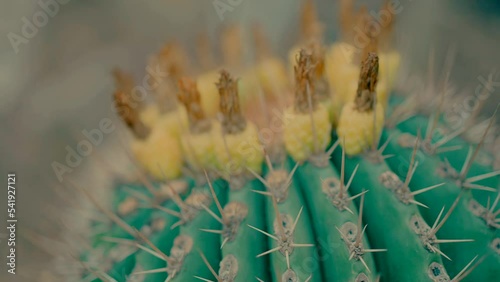 A close-up video of a cactus. photo