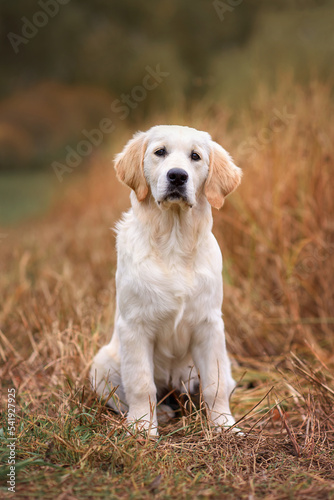 dog puppy golden retriever labrador 4 months old in the autumn park for a walk in yellow leaves