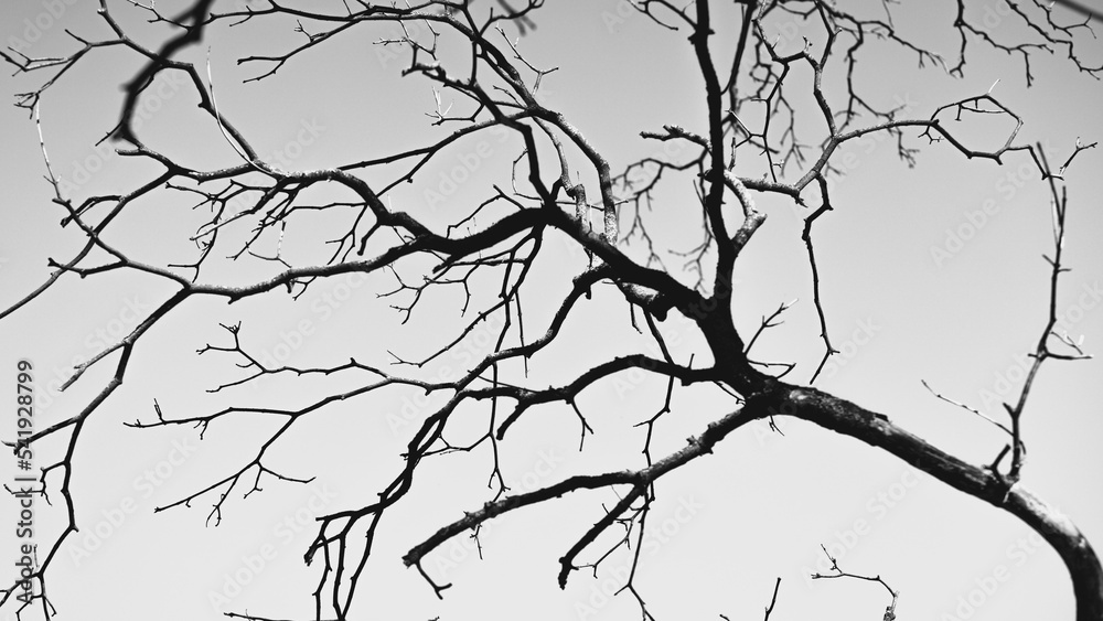Obraz premium Black and white image of a tree branch on clear sky background