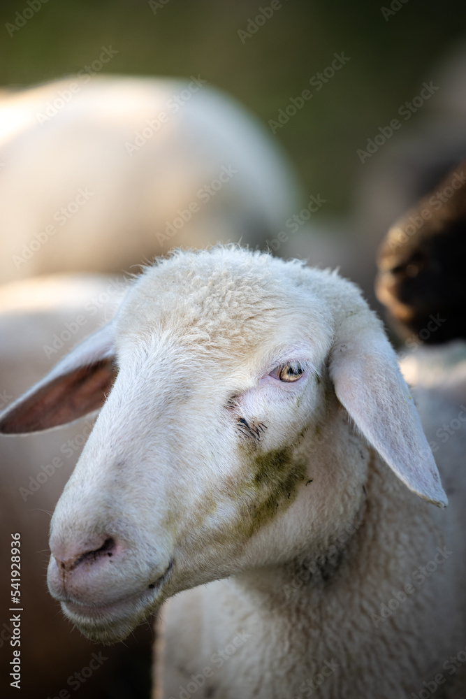 Close up of a white sheep with dirt in the face Close up of a white sheep with dirt in the face