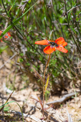 Drosera cistiflora with one orange flower in natural habitat near Malmesbury in the Western Cape of South Africa