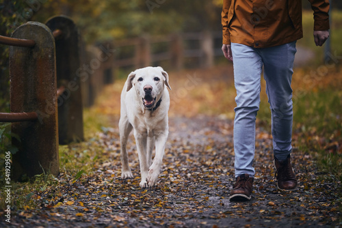 Man with old dog during autumn day. Pet owner walking on footpath with his loyal labrador retriever. .