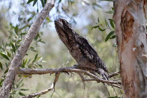 Tawny Frogmouth sitting on branch of tree in bushland photo