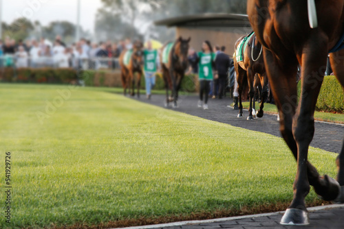 Racehorse being led along path at the races