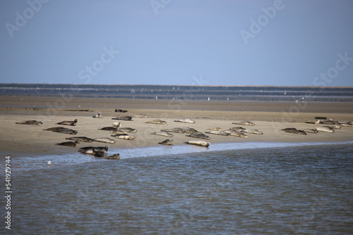 Phoques en Normandie