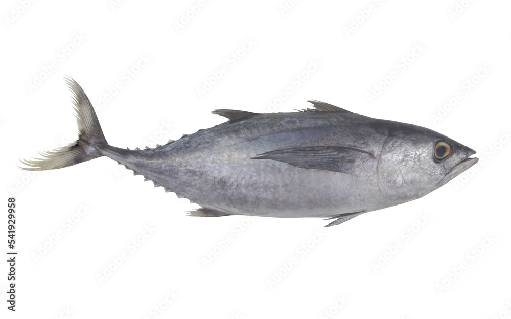 Obraz premium Raw bluefin fish isolated on white background