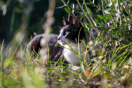 beautiful black and white domestic cat outdoor. cat life in countryside © AnnaPhri