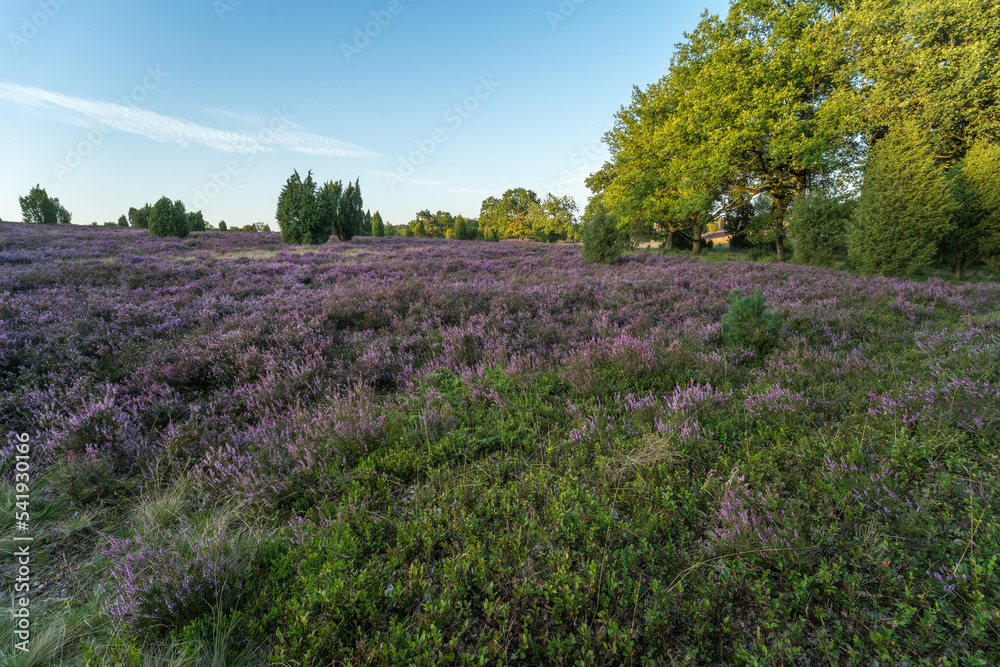 Fototapeta premium lavender field in region