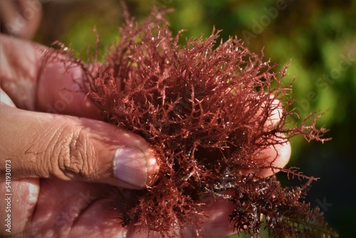 Photo of red seaweed in the hand