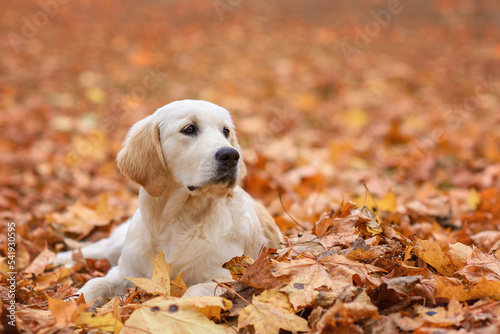 dog puppy golden retriever labrador 4 months old in the autumn park for a walk in yellow leaves