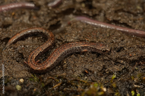 Closeup on an adult slender worm-like salamander, Batrachoseps attenuates sitting on the ground