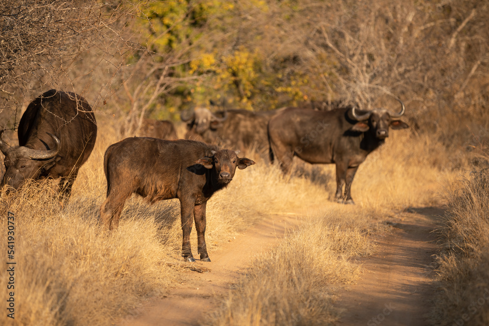 A herd of cape buffalo ( Syncerus caffer), Timbavati Game Reserve, South Africa. A herd of cape buffalo ( Syncerus caffer), Timbavati Game Reserve, South Africa.