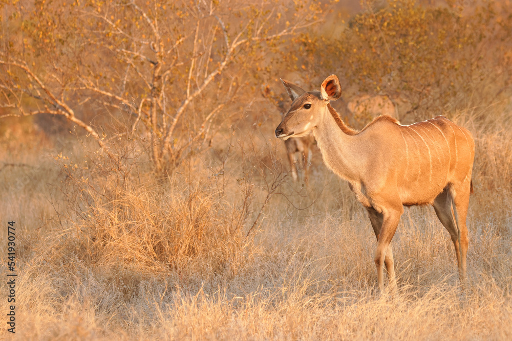 Fototapeta premium A female greater kudu ( Tragelaphus Strepsiceros) in beautiful morning light, Timbavati Game Reserve, South Africa.