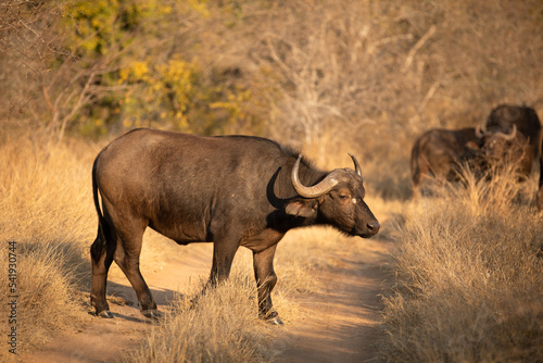 Female cape buffalo   Syncerus caffer   Timbavati Game Reserve  South Africa.