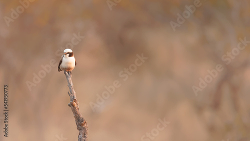 White-crowned Shrike (Eurocephalus anguitimens) in the morning light, Timbavati Game Reserve, South Africa. photo