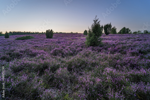 lavender field at sunset © Marcel