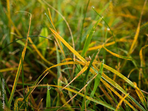 lawn disease lawn rust, crown rust, Puccinia coronata
