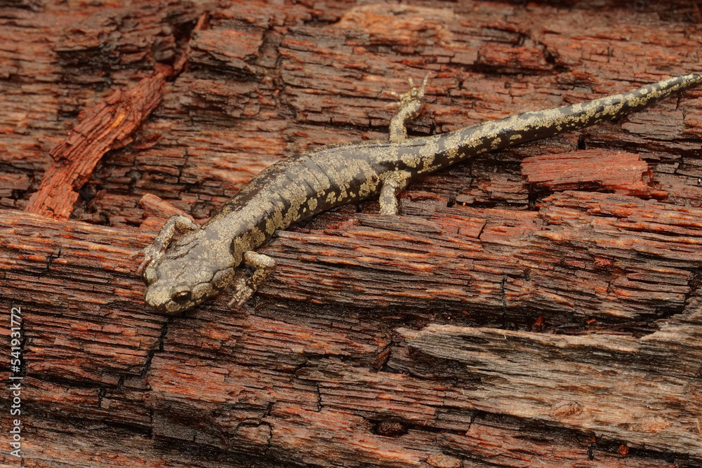 Fototapeta premium Closeup on a sub-adult , juvenile Clouded salamander, Aneides ferreus sitting on redwood