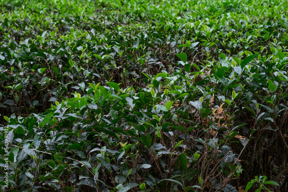 tea trees tea trees