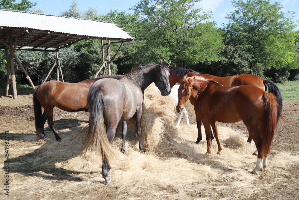 Herd of horses eating straw in field. Food. Herd of horses eating straw in field. Food.