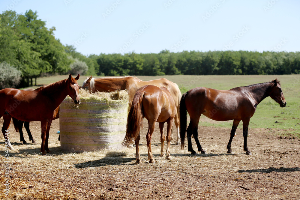 Herd of horses eating straw in field. Food.