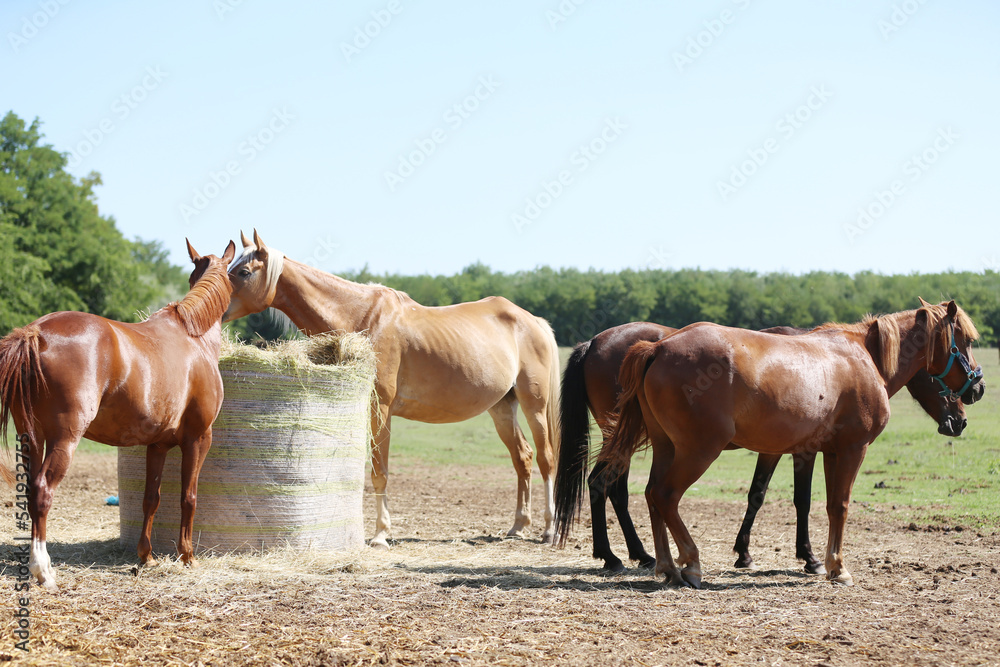 Obraz premium Herd of horses eating straw in field. Food.