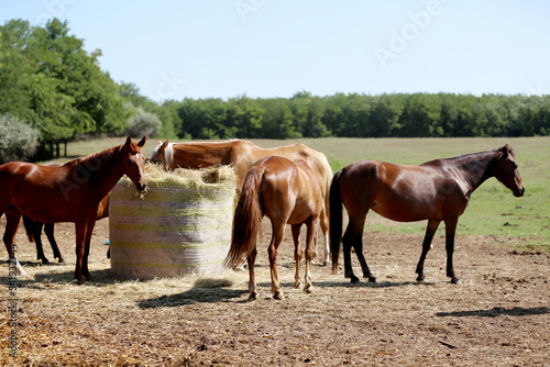 Herd of horses eating straw in field. Food.