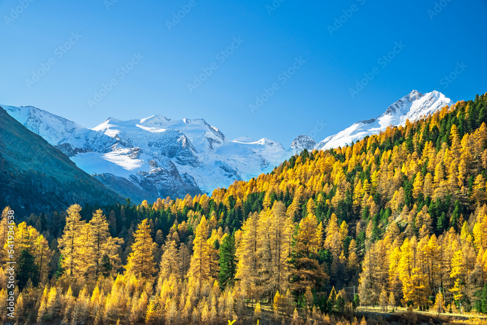 Herbstlicher Lärchenwald vor Berninagruppe, mit Morteratschgletscher, Piz Bernina, Piz Bianco, Bellavista, Pontresina, Engadin, Graubünden, Schweiz