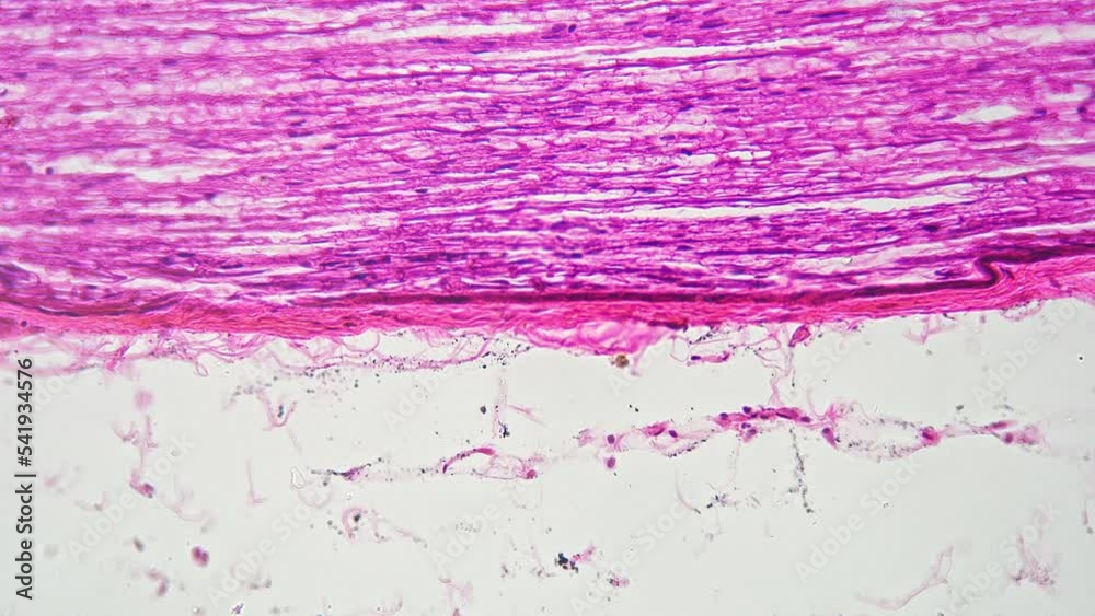 Nerves trunk in longitudinal section filmed under lab microscope with 200x magnification against bright field for educational issues. Experiment with nervous cells on biology lesson. Research theme Nerves trunk in longitudinal section filmed under lab microscope with 200x magnification against bright field for educational issues. Experiment with nervous cells on biology lesson. Research theme