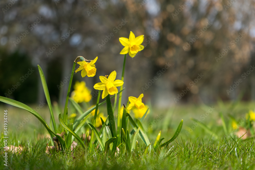 Fototapeta premium daffodils in spring